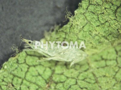 Flavescencia dorada